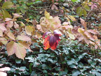 leaves-983423